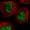 RecQ Like Helicase 4 antibody, HPA025821, Atlas Antibodies, Immunocytochemistry image 