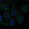 Transmembrane BAX Inhibitor Motif Containing 4 antibody, NBP2-57908, Novus Biologicals, Immunofluorescence image 