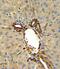 Annexin A5 antibody, PA5-13523, Invitrogen Antibodies, Immunohistochemistry paraffin image 