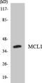 MCL1 Apoptosis Regulator, BCL2 Family Member antibody, LS-C292179, Lifespan Biosciences, Western Blot image 