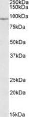 EWS RNA Binding Protein 1 antibody, MBS422134, MyBioSource, Western Blot image 