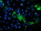 Phosphoglycerate Mutase 2 antibody, CF503424, Origene, Immunofluorescence image 