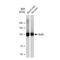 Glutamate Ionotropic Receptor AMPA Type Subunit 2 antibody, GTX03195, GeneTex, Western Blot image 