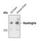 Huntingtin antibody, PA5-17247, Invitrogen Antibodies, Western Blot image 