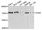 Growth Arrest Specific 6 antibody, A8545, ABclonal Technology, Western Blot image 