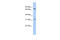 Solute Carrier Family 23 Member 2 antibody, 25-906, ProSci, Western Blot image 