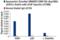 SWI/SNF Related, Matrix Associated, Actin Dependent Regulator Of Chromatin Subfamily C Member 1 antibody, 27800S, Cell Signaling Technology, Chromatin Immunoprecipitation image 