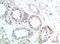 Heat Shock Protein Family A (Hsp70) Member 8 antibody, STJ98866, St John