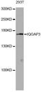 IQ Motif Containing GTPase Activating Protein 3 antibody, LS-C749208, Lifespan Biosciences, Western Blot image 