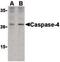 Caspase 4 antibody, PA5-20109, Invitrogen Antibodies, Western Blot image 