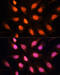 TERF2 Interacting Protein antibody, 23-327, ProSci, Immunofluorescence image 