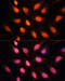 hRap1 antibody, 23-327, ProSci, Immunofluorescence image 