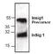 Insulin Induced Gene 1 antibody, GTX59775, GeneTex, Western Blot image 