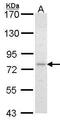 Frizzled Class Receptor 8 antibody, PA5-28081, Invitrogen Antibodies, Western Blot image 