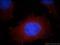 Actinin Alpha 4 antibody, 19096-1-AP, Proteintech Group, Immunofluorescence image 