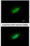 Protein Phosphatase 4 Catalytic Subunit antibody, PA5-30128, Invitrogen Antibodies, Immunofluorescence image 