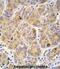 Aldehyde Dehydrogenase 9 Family Member A1 antibody, abx033717, Abbexa, Immunohistochemistry frozen image 