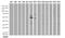 Keratin 18 antibody, LS-C799952, Lifespan Biosciences, Western Blot image 