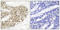 Cell Division Cycle 25C antibody, LS-C117316, Lifespan Biosciences, Immunohistochemistry frozen image 
