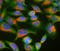 Ubiquilin 2 antibody, LS-C204504, Lifespan Biosciences, Immunocytochemistry image 