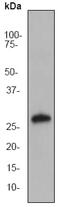 Apolipoprotein A1 antibody, ab52945, Abcam, Western Blot image 