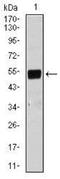 BPI Fold Containing Family B Member 1 antibody, NBP2-37435, Novus Biologicals, Western Blot image 