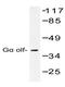 G Protein Subunit Alpha L antibody, AP01477PU-N, Origene, Western Blot image 