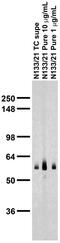 Regulator Of G Protein Signaling 14 antibody, 73-170, Antibodies Incorporated, Western Blot image 