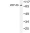 Zinc Finger Protein 148 antibody, LS-C177030, Lifespan Biosciences, Western Blot image 