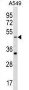 Gamma-Aminobutyric Acid Type A Receptor Rho2 Subunit antibody, abx030447, Abbexa, Western Blot image 