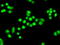 Protein Phosphatase 1 Regulatory Subunit 7 antibody, GTX83843, GeneTex, Immunofluorescence image 