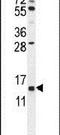 Gametocyte Specific Factor 1 antibody, PA5-24072, Invitrogen Antibodies, Western Blot image 