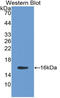 HtrA Serine Peptidase 1 antibody, LS-C374982, Lifespan Biosciences, Western Blot image 