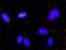 Mitogen-Activated Protein Kinase 1 antibody, H00005594-M01, Novus Biologicals, Proximity Ligation Assay image 