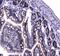 Poly(A)-Specific Ribonuclease antibody, A01501-2, Boster Biological Technology, Immunohistochemistry paraffin image 