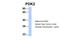 3-Phosphoinositide Dependent Protein Kinase 1 antibody, 25-028, ProSci, Western Blot image 