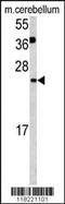 Glutaredoxin 2 antibody, MBS9205977, MyBioSource, Western Blot image 