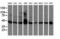 Adipocyte Plasma Membrane Associated Protein antibody, LS-B13138, Lifespan Biosciences, Western Blot image 