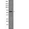 Dual Specificity Tyrosine Phosphorylation Regulated Kinase 2 antibody, abx149950, Abbexa, Western Blot image 