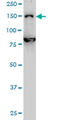 DEAH-Box Helicase 8 antibody, LS-C197039, Lifespan Biosciences, Western Blot image 