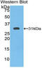 Kallikrein-11 antibody, LS-C294969, Lifespan Biosciences, Western Blot image 