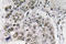 SMAD Family Member 6 antibody, AP20668PU-N, Origene, Immunohistochemistry frozen image 