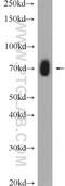 Rho guanine nucleotide exchange factor 25 antibody, 51004-1-AP, Proteintech Group, Western Blot image 