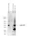 Lymphocyte Antigen 6 Family Member K antibody, NBP2-24405, Novus Biologicals, Western Blot image 