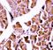 Glutathione Peroxidase 1 antibody, LS-C344054, Lifespan Biosciences, Immunohistochemistry frozen image 