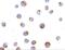 T Cell Immunoglobulin And Mucin Domain Containing 4 antibody, GTX31299, GeneTex, Immunofluorescence image 