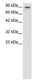 MYB Proto-Oncogene Like 2 antibody, PA1-24476, Invitrogen Antibodies, Western Blot image 