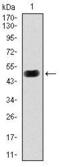 Protein Kinase CAMP-Activated Catalytic Subunit Gamma antibody, MA5-17158, Invitrogen Antibodies, Western Blot image 
