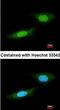 Zona Pellucida Binding Protein antibody, orb74233, Biorbyt, Immunofluorescence image 