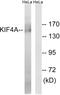 Kinesin Family Member 4A antibody, abx014364, Abbexa, Western Blot image 